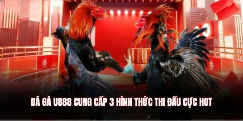 Đá gà U888 cung cấp 3 hình thức thi đấu cực hot